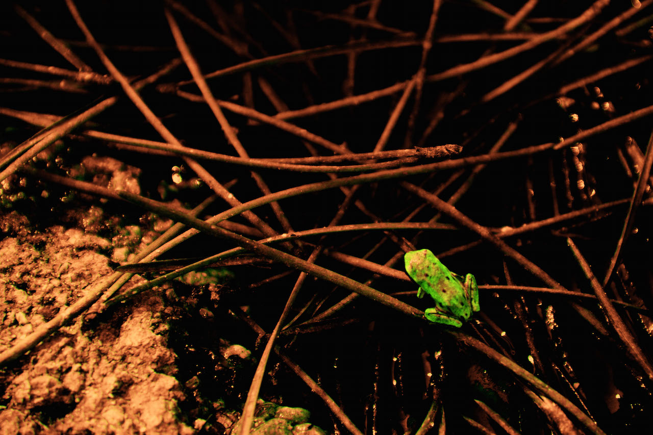 Composition lumineuse série Dream