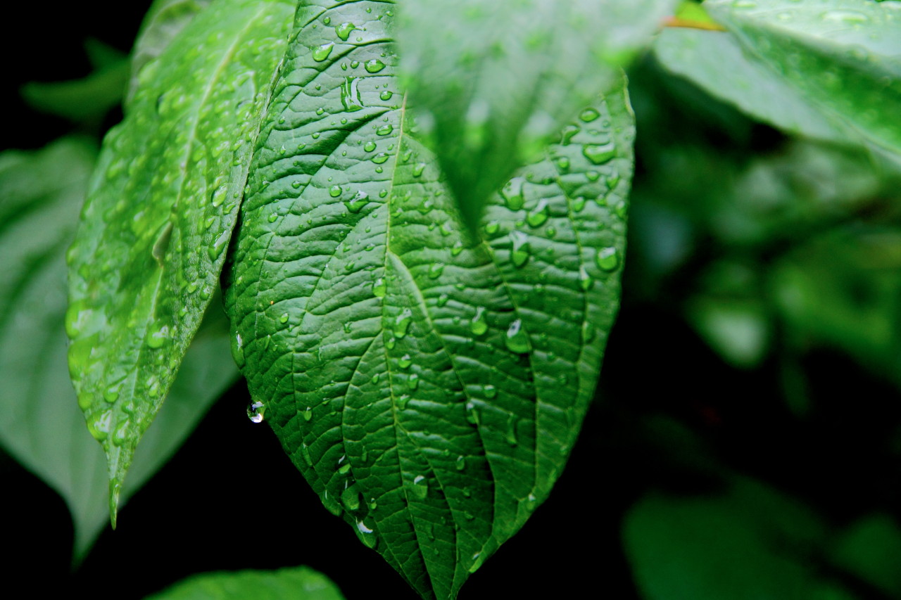 Dream - Série onirique