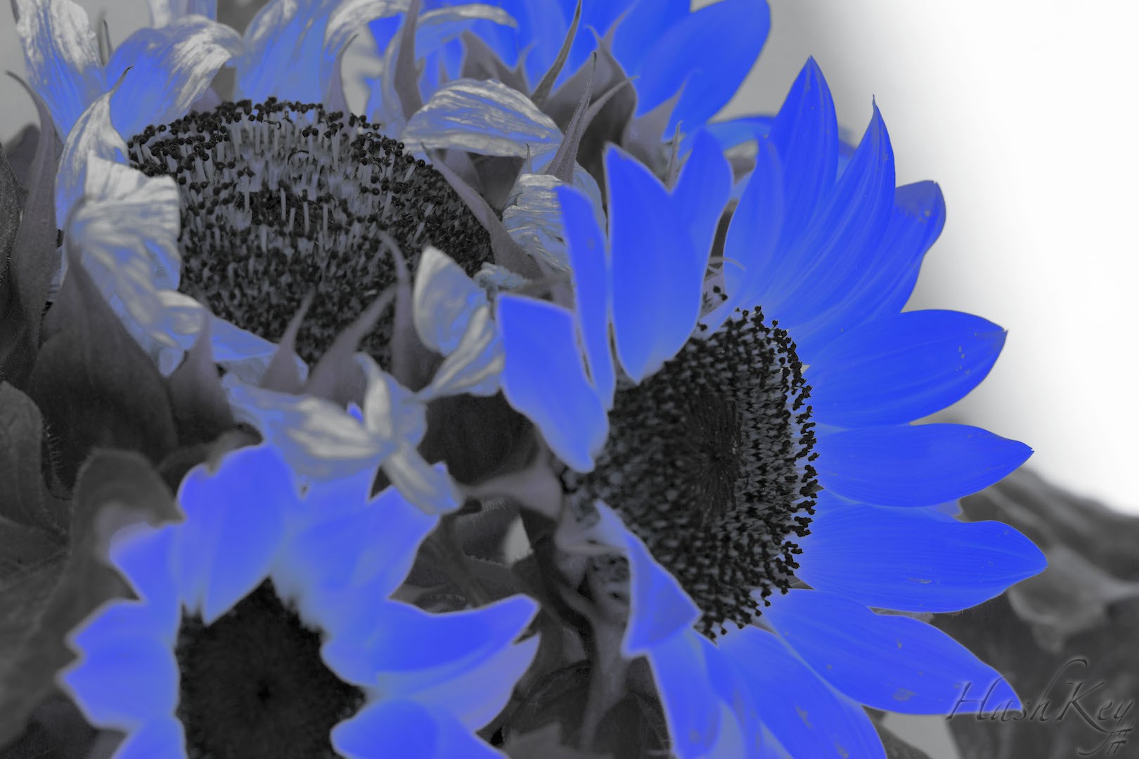 Bleu Comme Une Orange - Poésie visuelle