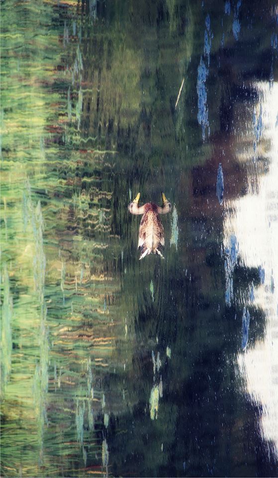 Canard - Nature et reflets